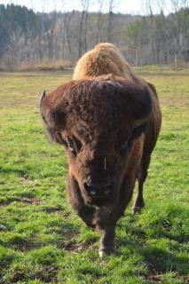 Why It’s Called The ‘Shalom’ Zoo, On ‘Shalom’ Drive | Wisconsin Jewish ...